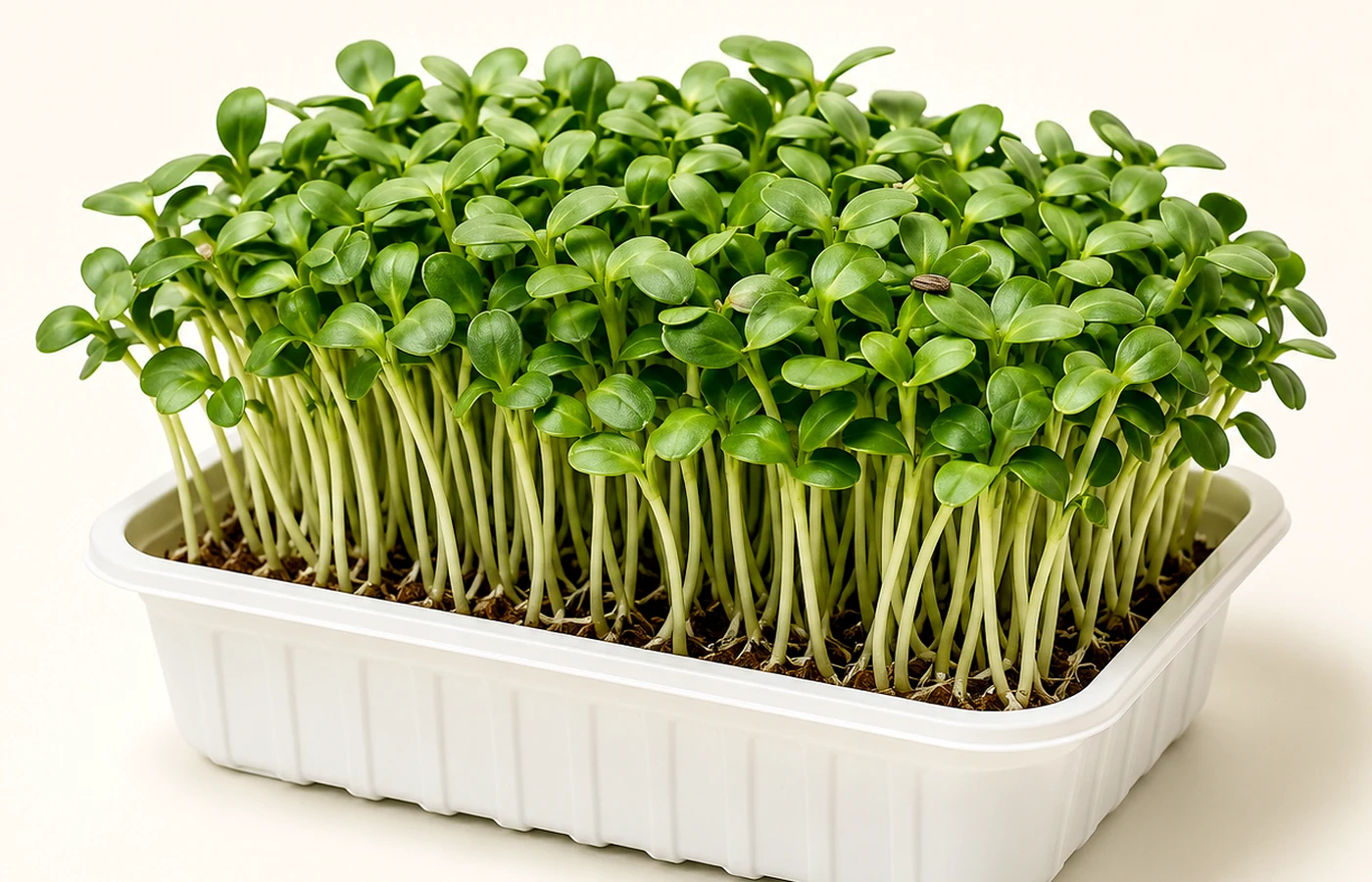 Living microgreens in bright indirect light