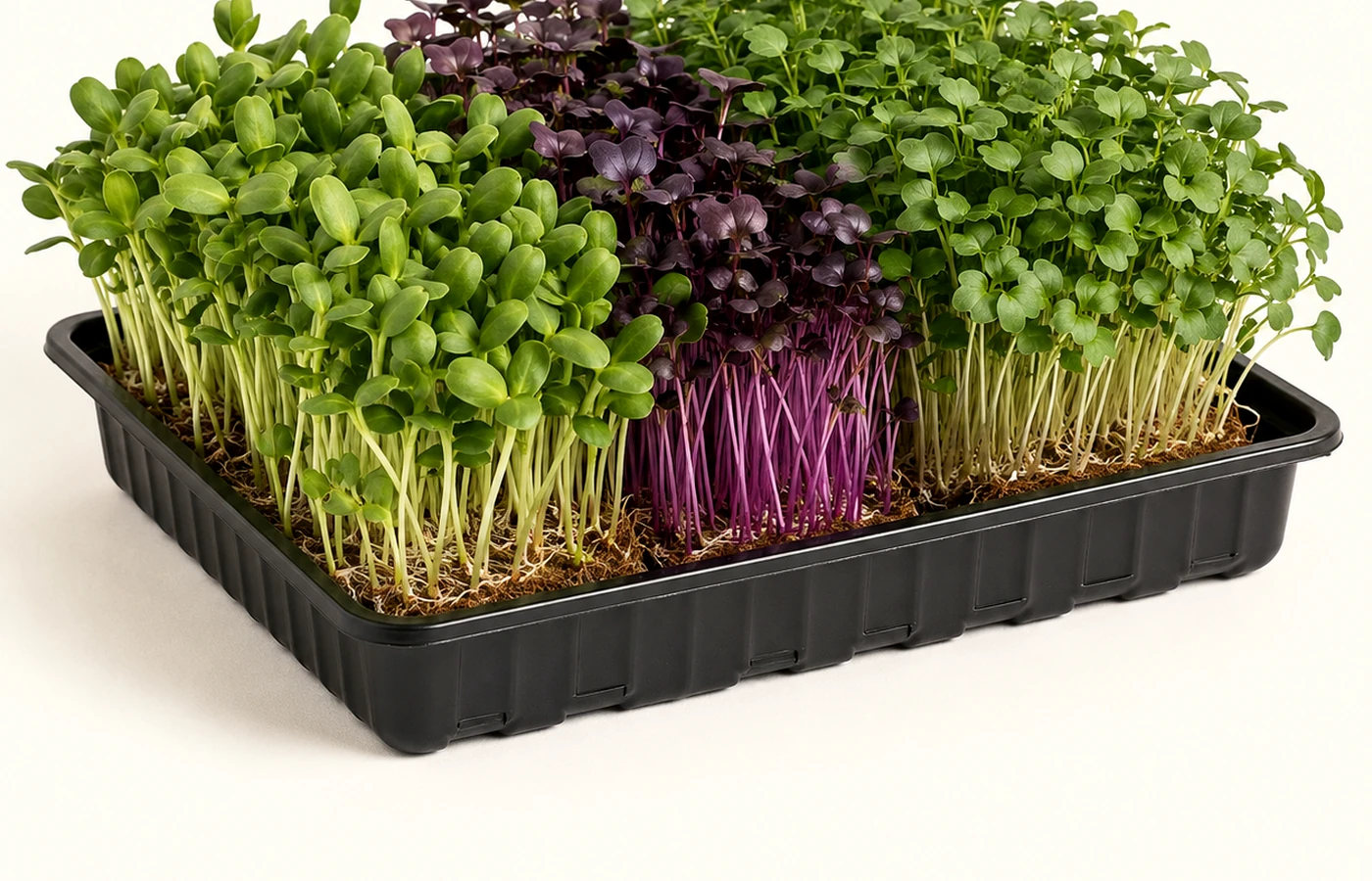 Microgreen roots and growing medium